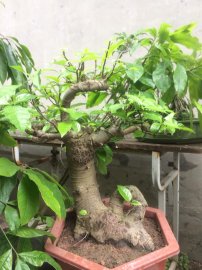 Sáu gốc sung đồng giá 380k/gốc