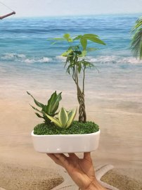Tiểu cảnh Kim Ngân kết hợp với Lưỡi Hổ và Thiếp Mộc Lan