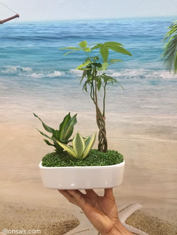 Tiểu cảnh Kim Ngân kết hợp với Lưỡi Hổ và Thiếp Mộc Lan