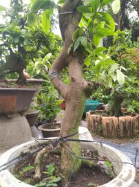 Bạch mai cây ghép