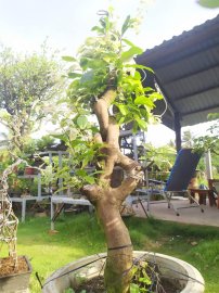 Bạch mai cây ghép