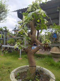 Bạch mai cây ghép