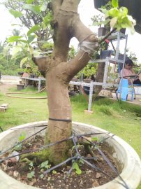 Bạch mai cây ghép