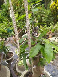 Bạch mai cây ghép