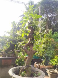Bạch mai cây ghép