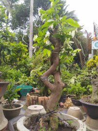 Bạch mai cây ghép