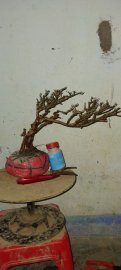 Cây sơn liễu mini dáng bay đẹp