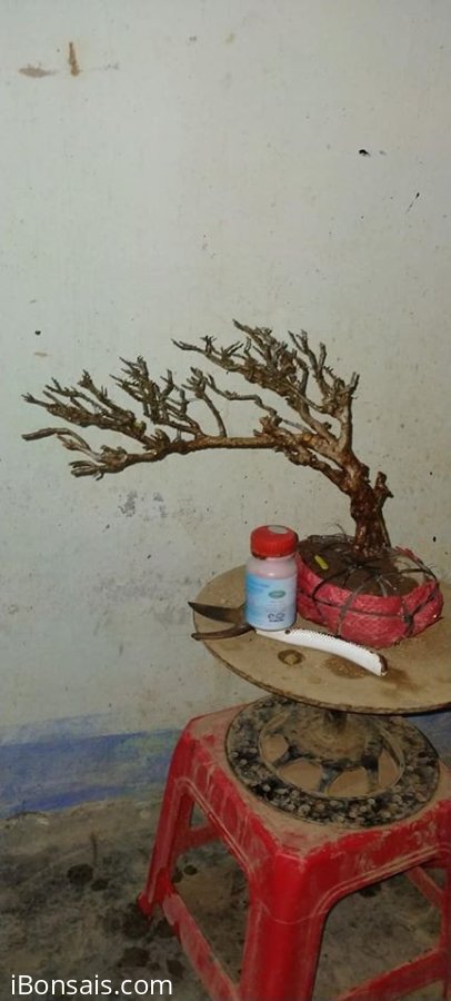 Cây sơn liễu mini dáng bay đẹp