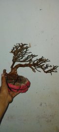 Cây sơn liễu mini mới về