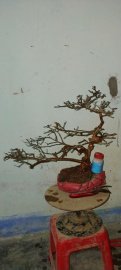 Cây sơn liễu mini dáng bay lùa rất đẹp