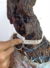Cẩm thị cột lũa âm thân