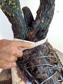 Giao lưu cây cẩm thị cốt