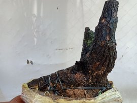 Giao lưu cây cẩm thị cốt