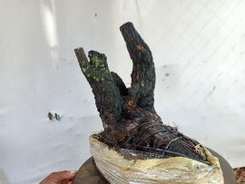 Giao lưu cây cẩm thị cốt