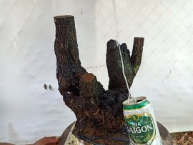 Giao lưu cây cẩm thị cốt