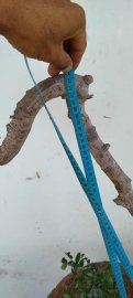 Cây bùm sụm trà phúc kiến, sống khỏe