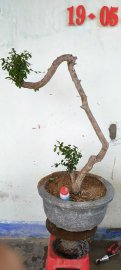 Cây bùm sụm trà phúc kiến, sống khỏe