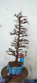 Cây sơn liễu mới về