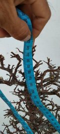 Cây sơn liễu mới về
