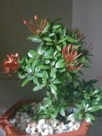 Ngắm hoa vườn nhà