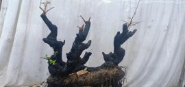 Cẩm thị...đã sống khoẻ