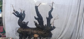 Cẩm thị...đã sống khoẻ