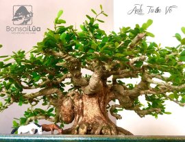 Chia sẻ ace ngắm TP Linh sam nhà em