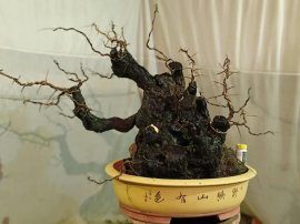 Cẩm thị.... Đã sống khoẻ