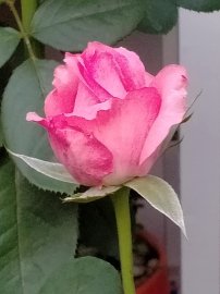 Vườn hồng đã có ai vào hay chưa....