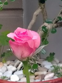 Vườn hồng đã có ai vào hay chưa....