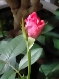 Vườn hồng đã có ai vào hay chưa....