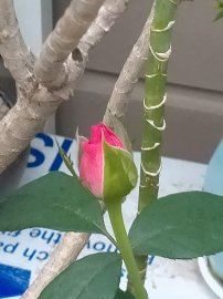 Vườn hồng đã có ai vào hay chưa....