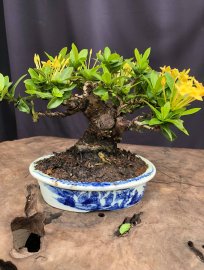 Trang vàng vật phẩm để khoe đế 19 cao 12 tàn 19 giao lưu (mini)