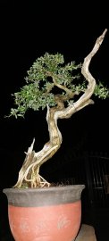 Em Linh zin này nếu khoảng 5 năm về trước 4 triệu chắc chỉ đc ngắm