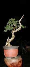 Em Linh zin này nếu khoảng 5 năm về trước 4 triệu chắc chỉ đc ngắm