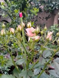 Đẹp nhất là những nụ hồng chớm nở