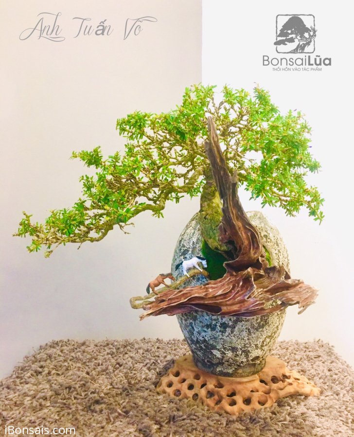 Tôi đã rất ngưỡng mộ anh
