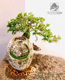 Tôi đã rất ngưỡng mộ anh