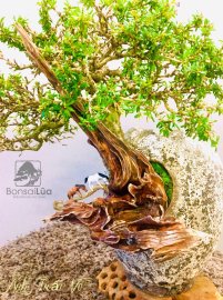 Tôi đã rất ngưỡng mộ anh