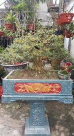 Linh sam hoa tím
