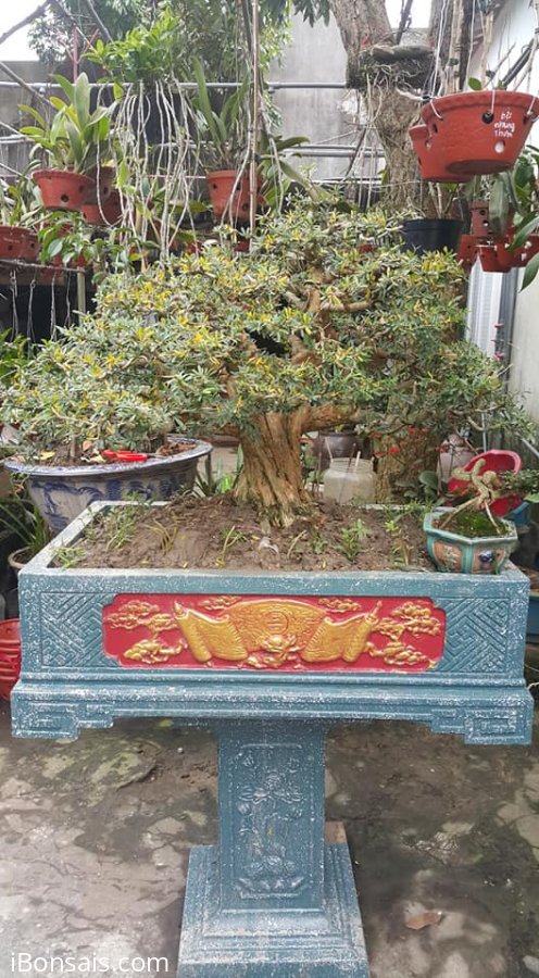 Linh sam hoa tím