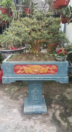 Linh sam hoa tím