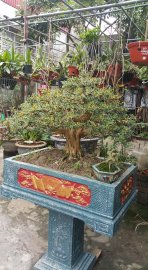 Linh sam hoa tím