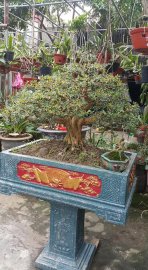 Linh sam hoa tím