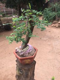 Sơn liễu vườn cộng đồng