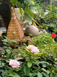 Hoa vẫn nở sân nhà tôi, chúc mọi nhà ngày lễ an Vui và đầm ấm
