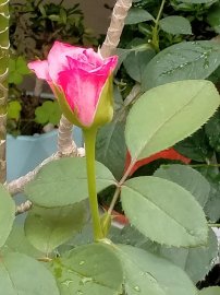 Hoa vẫn nở sân nhà tôi, chúc mọi nhà ngày lễ an Vui và đầm ấm