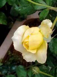 Hoa vẫn nở sân nhà tôi, chúc mọi nhà ngày lễ an Vui và đầm ấm