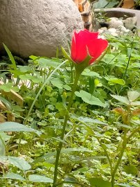 Hoa vẫn nở sân nhà tôi, chúc mọi nhà ngày lễ an Vui và đầm ấm