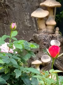 Hoa vẫn nở sân nhà tôi, chúc mọi nhà ngày lễ an Vui và đầm ấm